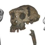 o maimuta misterioasa de acum 7 milioane de ani ar putea fi cel mai vechi hominid biped 695e15aa70c3c