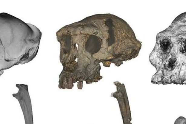 o maimuta misterioasa de acum 7 milioane de ani ar putea fi cel mai vechi hominid biped 695e15aa70c3c