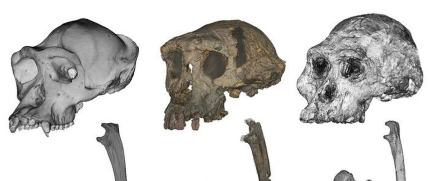 o maimuta misterioasa de acum 7 milioane de ani ar putea fi cel mai vechi hominid biped 695e15aa70c3c