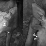 raritate au fost filmate molii hranindu se cu lacrimi de elan 6956c771d0c63