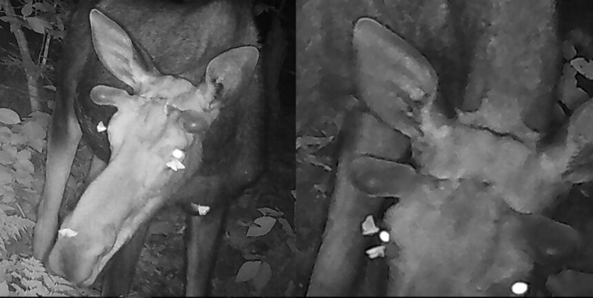 raritate au fost filmate molii hranindu se cu lacrimi de elan 6956c771d0c63