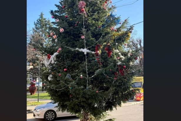 situatie scandaloasa in valcea bradul de craciun din centrul unui oras a fost taiat din cimitir de la mormantul unui localnic 695a8fd70a2bf