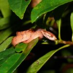 stiati ca exista serpi dreptaci 69666819ee46c