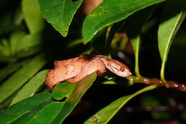 stiati ca exista serpi dreptaci 69666819ee46c