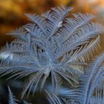 test de cultura generala de ce apar flori de gheata pe geamuri iarna 697245f2e7e14