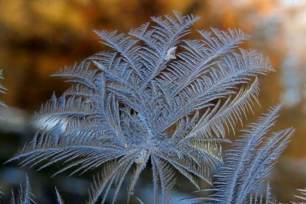 test de cultura generala de ce apar flori de gheata pe geamuri iarna 697245f2e7e14