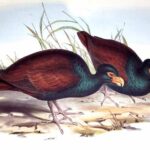 ultima ruda a pasarii dodo observata intr o padure tropicala indepartata din samoa 6958515650f33