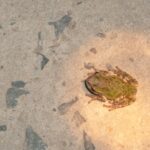 un medicament puternic anticancerigen descoperit intr un loc neasteptat 69564fd2a88df