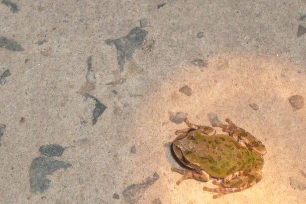 un medicament puternic anticancerigen descoperit intr un loc neasteptat 69564fd2a88df