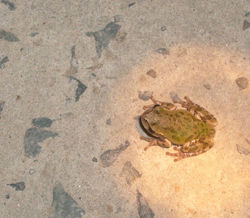 un medicament puternic anticancerigen descoperit intr un loc neasteptat 69564fd2a88df