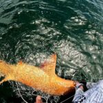 un rechin auriu prins in largul americii centrale sufera de o afectiune rara 695fde8b4eb36