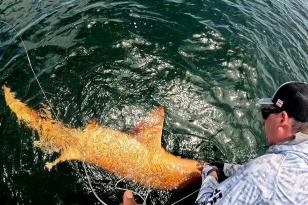 un rechin auriu prins in largul americii centrale sufera de o afectiune rara 695fde8b4eb36