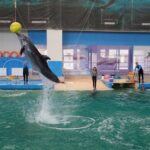 vesti noi privind delfinii cautati de autoritati pentru a fi adusi la constanta consiliul judetean tratative pentru aducerea unor marsuini din mexic 6968862699f95