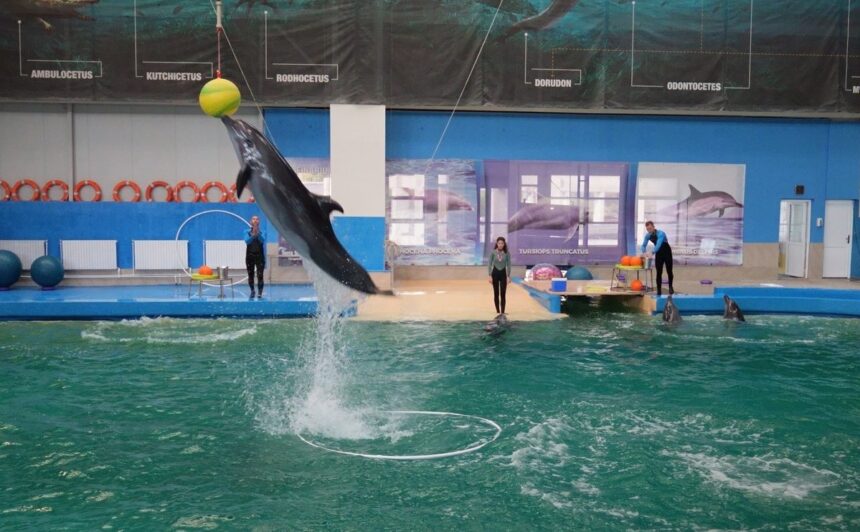 vesti noi privind delfinii cautati de autoritati pentru a fi adusi la constanta consiliul judetean tratative pentru aducerea unor marsuini din mexic 6968a2304a47e