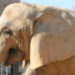 video barcelona isi ia ramas bun de la susi unul dintre cei mai longevivi elefanti din europa 696115baa2224