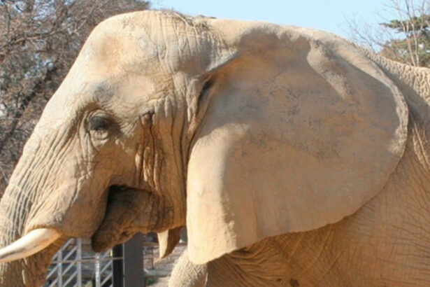 video barcelona isi ia ramas bun de la susi unul dintre cei mai longevivi elefanti din europa 696115baa2224