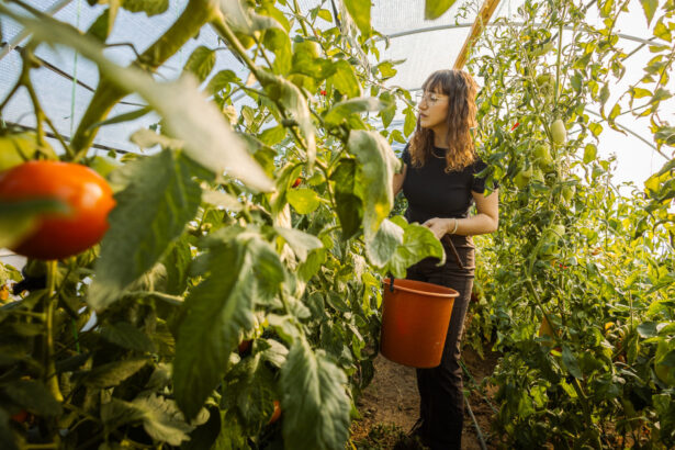 video costuri de zeci de mii de lei pentru incalzirea solariilor legume mai scumpe in piete cat ar putea costa primele rosii pe tarabe 697697690a078