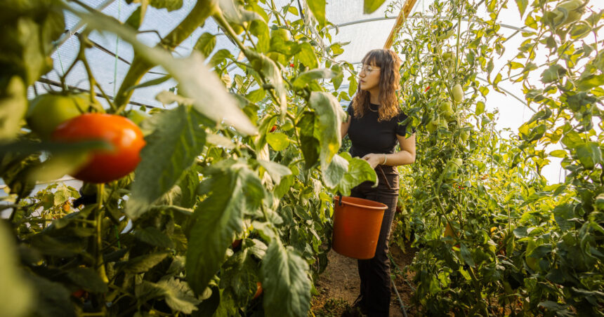video costuri de zeci de mii de lei pentru incalzirea solariilor legume mai scumpe in piete cat ar putea costa primele rosii pe tarabe 697697690a078