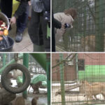 video cum sunt protejate animalele de ger gradina zoo din tara unde maimutele primesc zilnic ceai cald iar leii au incalzire in pardoseala 6973135de8013