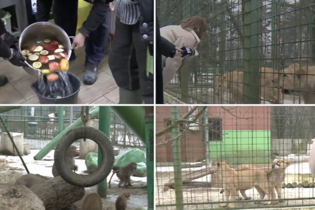 video cum sunt protejate animalele de ger gradina zoo din tara unde maimutele primesc zilnic ceai cald iar leii au incalzire in pardoseala 6973135de8013