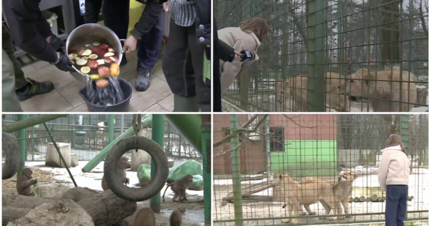 video cum sunt protejate animalele de ger gradina zoo din tara unde maimutele primesc zilnic ceai cald iar leii au incalzire in pardoseala 6973135de8013