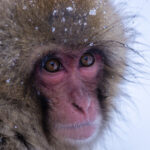 video gerul greu de suportat si de animalele de la zoo cum sunt protejate de frigul extrem cele mai sensibile sunt maimutele 69634bd576dfc