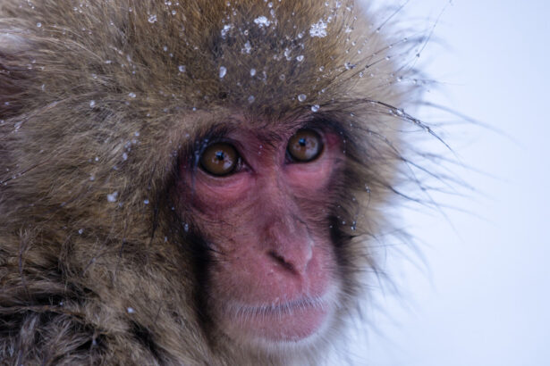 video gerul greu de suportat si de animalele de la zoo cum sunt protejate de frigul extrem cele mai sensibile sunt maimutele 69634bd576dfc