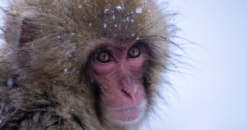 video gerul greu de suportat si de animalele de la zoo cum sunt protejate de frigul extrem cele mai sensibile sunt maimutele 69634bd576dfc