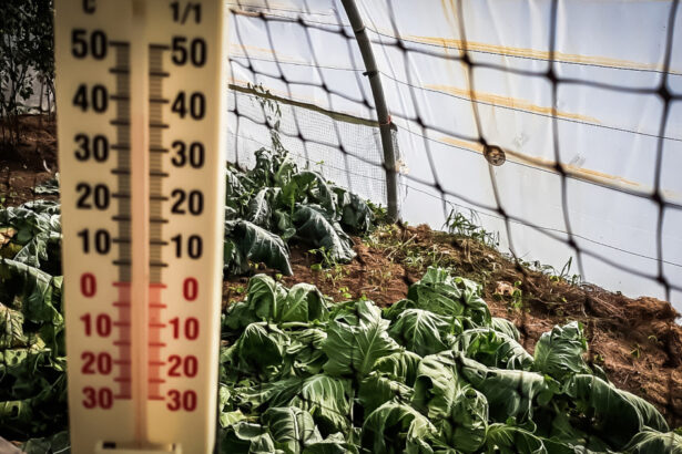 video lovitura primita de agricultori odata cu gerul care s a abatut peste romania costuri duble pentru incalzirea solariilor 69672425219f5