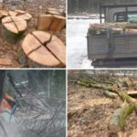 video noi dezvaluiri in cazul padurii de la baile felix firma care face defrisarile deschisa de o angajata a unei fabrici de pantofi 6978919c96392