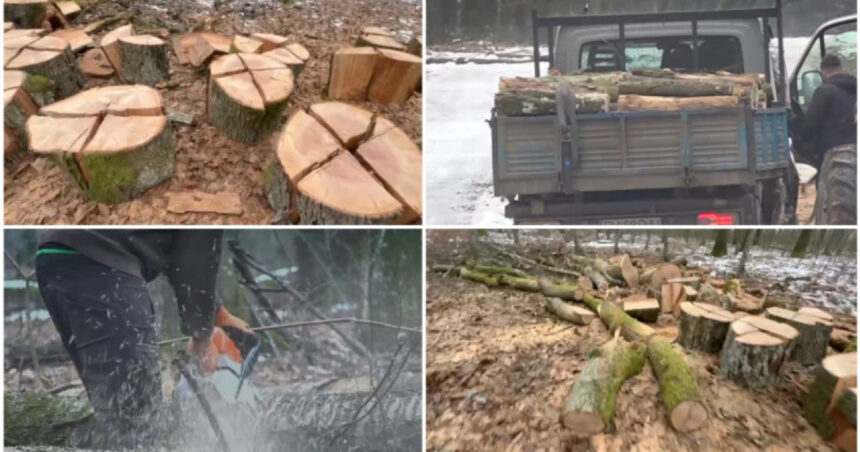 video noi dezvaluiri in cazul padurii de la baile felix firma care face defrisarile deschisa de o angajata a unei fabrici de pantofi 6978919c96392