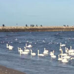 video spectacolul lebedelor de la eforie sud de ani buni pasarile aleg sa nu mai migreze 6957f08a17904