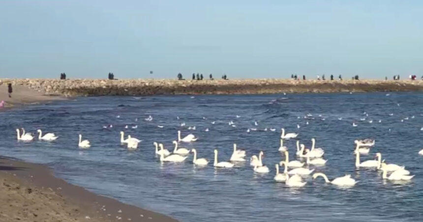 video spectacolul lebedelor de la eforie sud de ani buni pasarile aleg sa nu mai migreze 6957f08a17904
