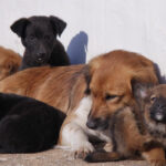 video taxa pentru cainii fara stapan intr o comuna din ilfov localnicii refuza sa plateasca am salariul minim cum supravietuim 695e844f23698