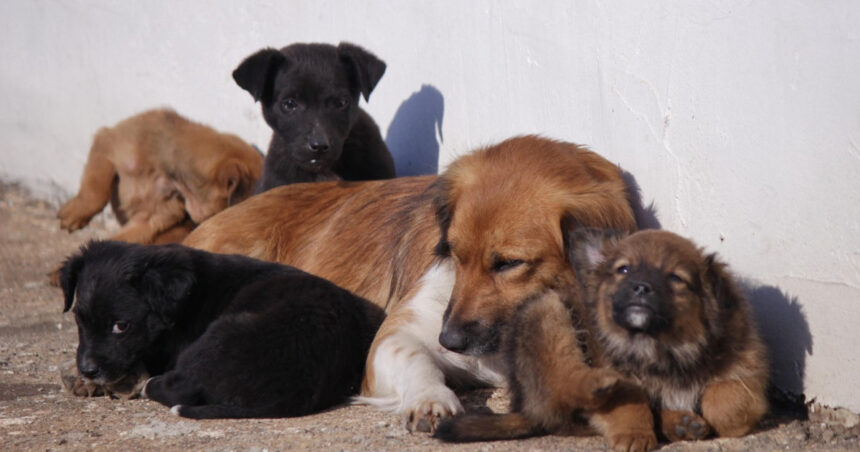 video taxa pentru cainii fara stapan intr o comuna din ilfov localnicii refuza sa plateasca am salariul minim cum supravietuim 695e844f23698