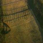 video trei vulpi au fost surprinse de camere in centrul bucurestiului explicatiile specialistilor 695961908593a