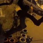 video un barbat e anchetat dupa ce a distrus mai multe casute pentru pisici in sectorul 3 imaginile au devenit virale pe internet 6971e88c195fe