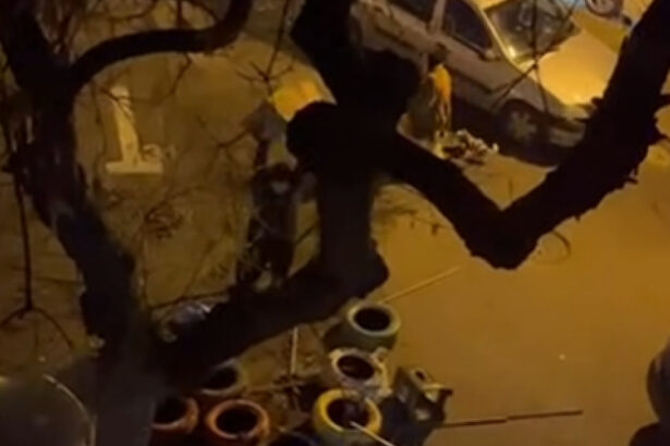 video un barbat e anchetat dupa ce a distrus mai multe casute pentru pisici in sectorul 3 imaginile au devenit virale pe internet 6971e88c195fe