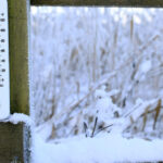 video val de frig in toata tara alerta de ger pana marti in bucuresti temperaturile vor scadea pana la minus 14 grade celsius 696499b826c7b