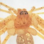 bijuteria de la gatul unui paianjen ascunde ceva mult mai periculos 69875ddf513e6