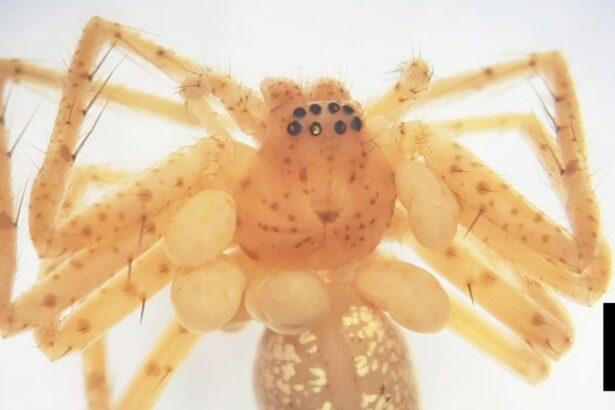 bijuteria de la gatul unui paianjen ascunde ceva mult mai periculos 69875ddf513e6