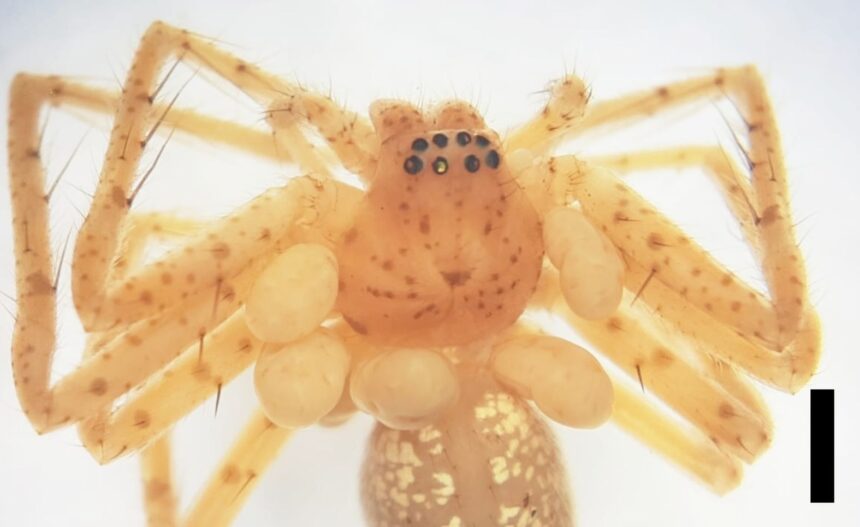 bijuteria de la gatul unui paianjen ascunde ceva mult mai periculos 69875ddf513e6