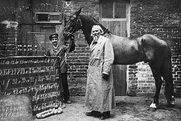 hans cel destept povestea calului despre care cercetatorii au crezut ca intelege limba germana si matematica 697f66956d3b9