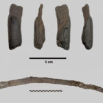 unelte de lemn vechi de 430 000 de ani descoperite in grecia primele instrumente create inaintea oamenilor moderni 698030d004deb