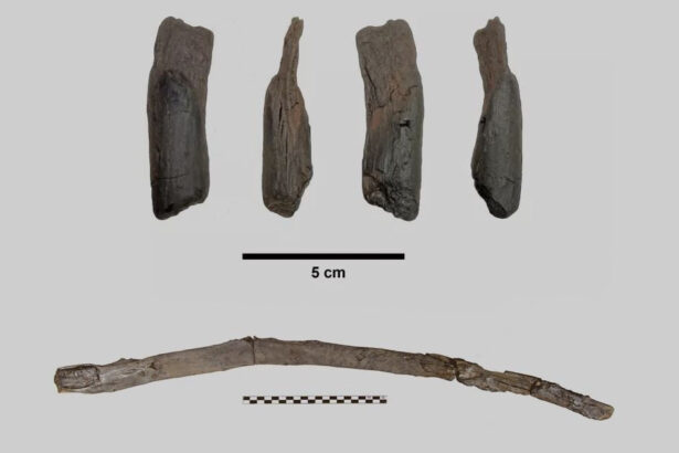 unelte de lemn vechi de 430 000 de ani descoperite in grecia primele instrumente create inaintea oamenilor moderni 698030d004deb