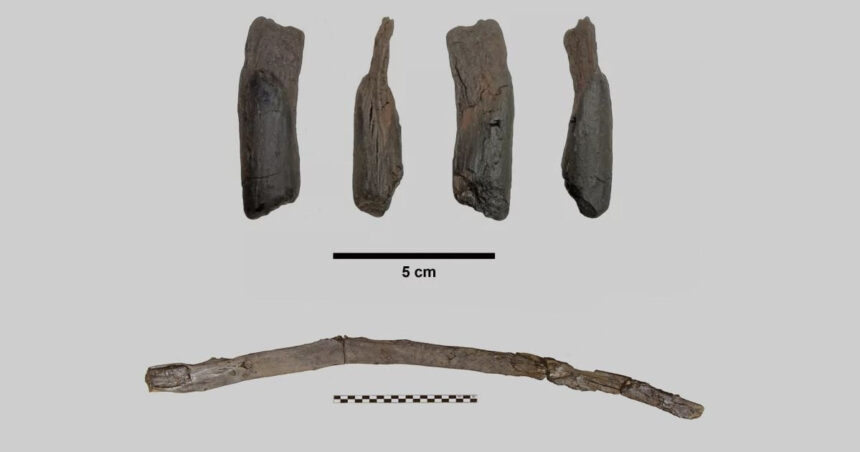 unelte de lemn vechi de 430 000 de ani descoperite in grecia primele instrumente create inaintea oamenilor moderni 698030d004deb