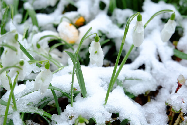 vremea in dobrogea saptamana aceasta trecem de la ger la temperaturi de primavara 6980cde626fd2