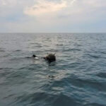 ambasada rusiei la bucuresti da vina pe ucraina pentru minele din marea neagra mapn incercari de distorsionare a realitatii 69c65727c2a7c