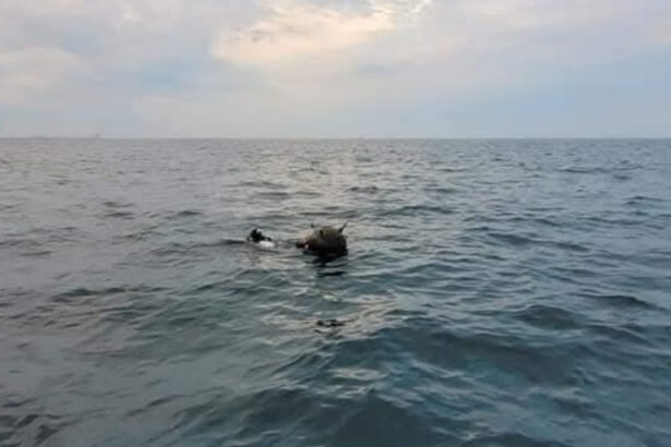 ambasada rusiei la bucuresti da vina pe ucraina pentru minele din marea neagra mapn incercari de distorsionare a realitatii 69c65727c2a7c