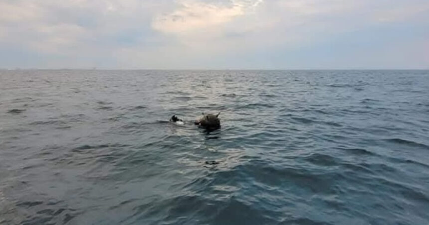 ambasada rusiei la bucuresti da vina pe ucraina pentru minele din marea neagra mapn incercari de distorsionare a realitatii 69c65727c2a7c